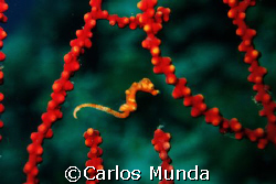 h. denise, marissa reef, samal island. canon ixus60, no s... by Carlos Munda 
